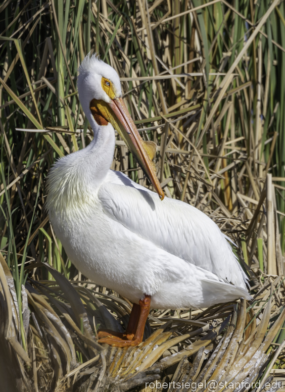 emily renzel wetlands 2023